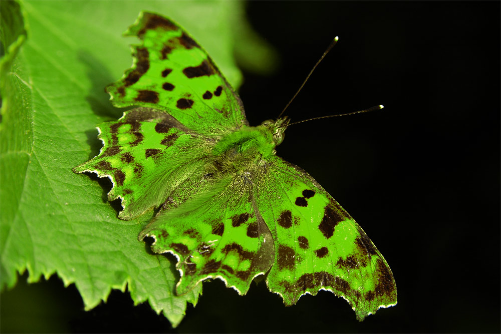 mimikry Foto Bild tiere wildlife schmetterlinge mimikry Foto Bild tiere wildlife schmetterlinge