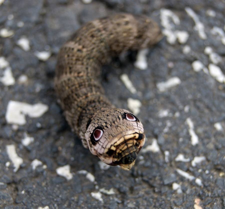 Mimikry Foto Bild tiere wildlife insekten Bilder auf Mimikry Foto Bild tiere wildlife insekten Bilder auf