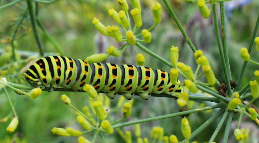 Mimikry Foto Bild Tiere Natur Bilder Auf Fotocommunity