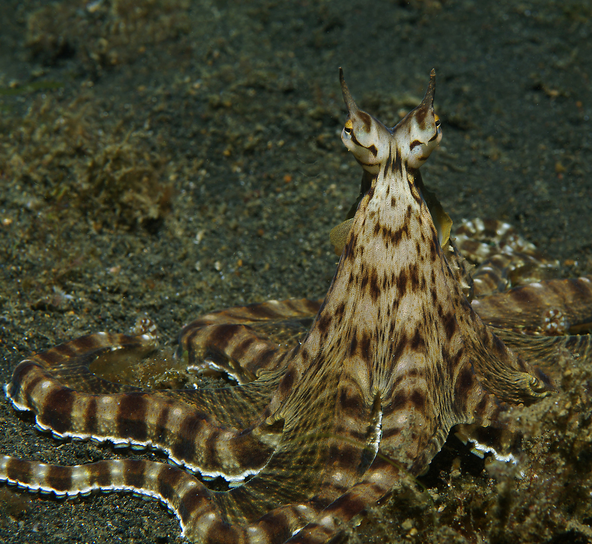 Mimikry-Oktopus Foto & Bild | unterwasser, uw-salzwasser ...