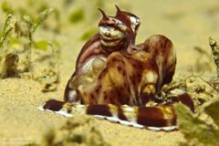 Mimikry-Oktopus - Thaumoctopus mimicus