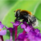 Mimikry - Schwebfliege als Hummel getarnt