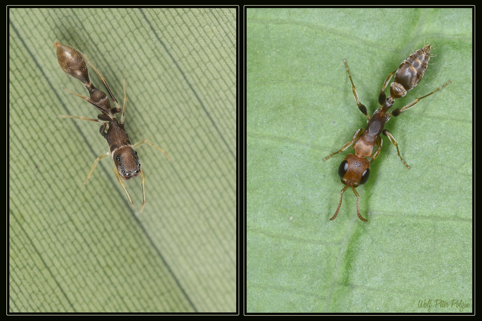 Mimikry: Springspinne und Ameise (Costa Rica)