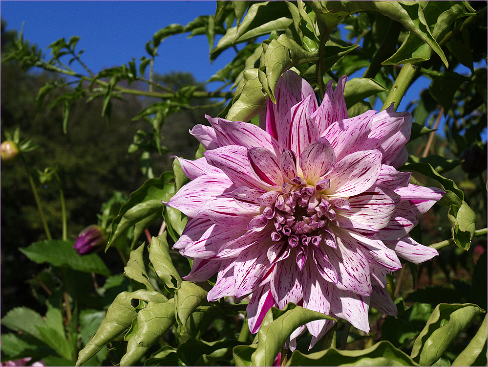 Mimizan - Promenade fleurie -- Dahlia