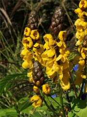 Mimizan - Promenade fleurie: Fleurs de ???