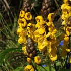 Mimizan - Promenade fleurie: Fleurs de ???