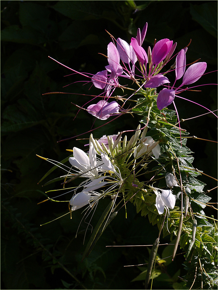 Mimizan - Promenade fleurie: Fleurs de cléome ou fleur araignée
