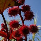 Mimizan - Promenade fleurie: Fruits et fleurs de ricin