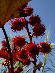 Mimizan - Promenade fleurie: Fruits et fleurs de ricin