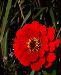 Mimizan - Promenade fleurie: Zinnia