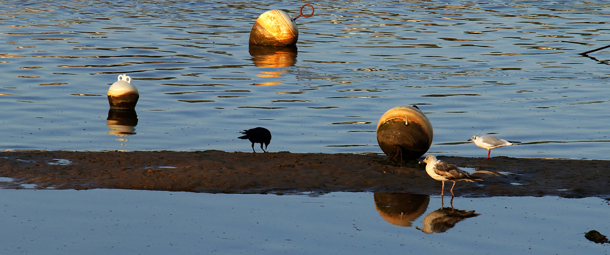 Mimizan -- Trio ornithologique dépareillé près du port