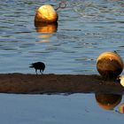 Mimizan -- Trio ornithologique dépareillé près du port