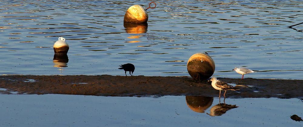 Mimizan -- Trio ornithologique dépareillé près du port