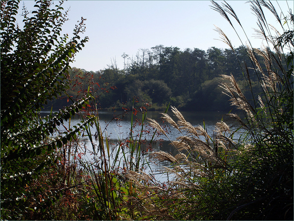 Mimizan - Vue sur le lac depuis la promenade fleurie