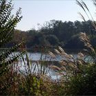 Mimizan - Vue sur le lac depuis la promenade fleurie