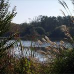 Mimizan - Vue sur le lac depuis la promenade fleurie