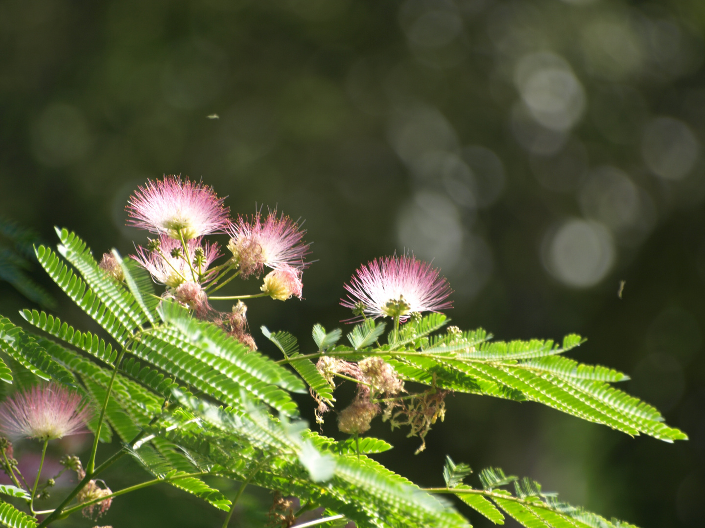 MIMOSA