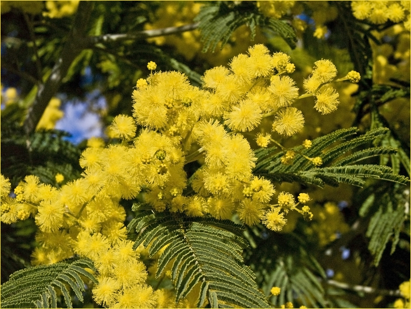 Mimosa