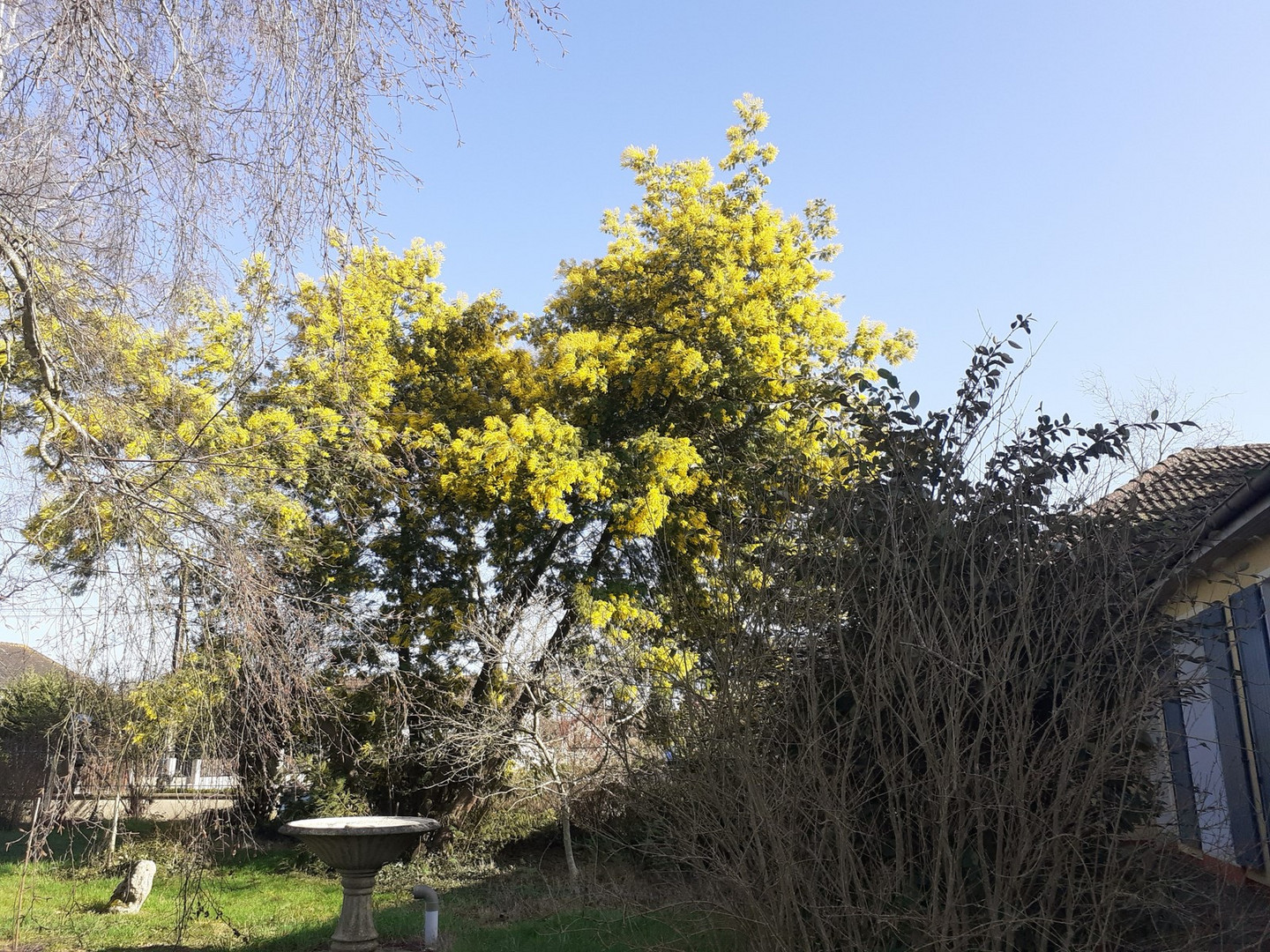 Mimosa dans le jardin.