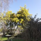 Mimosa dans le jardin.