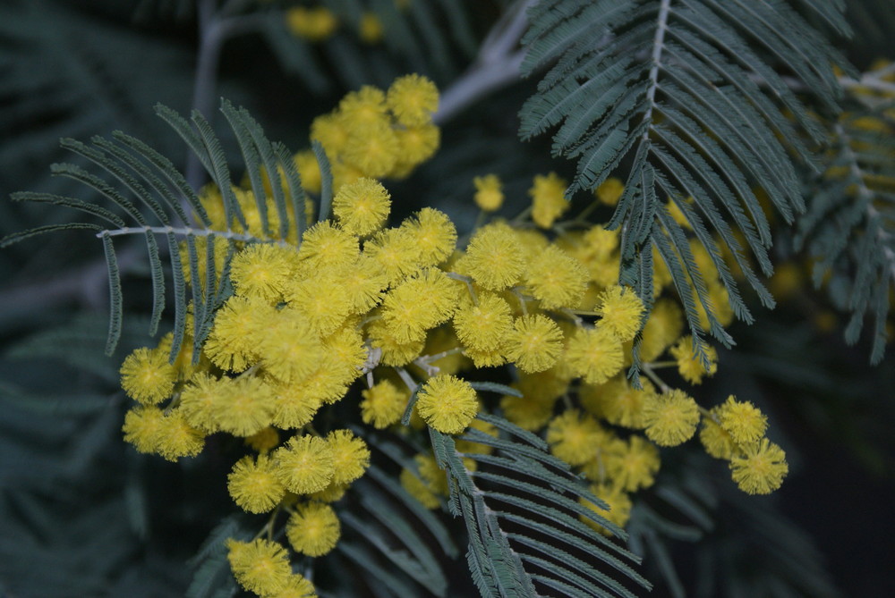 Mimosa de février