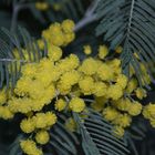 Mimosa de février