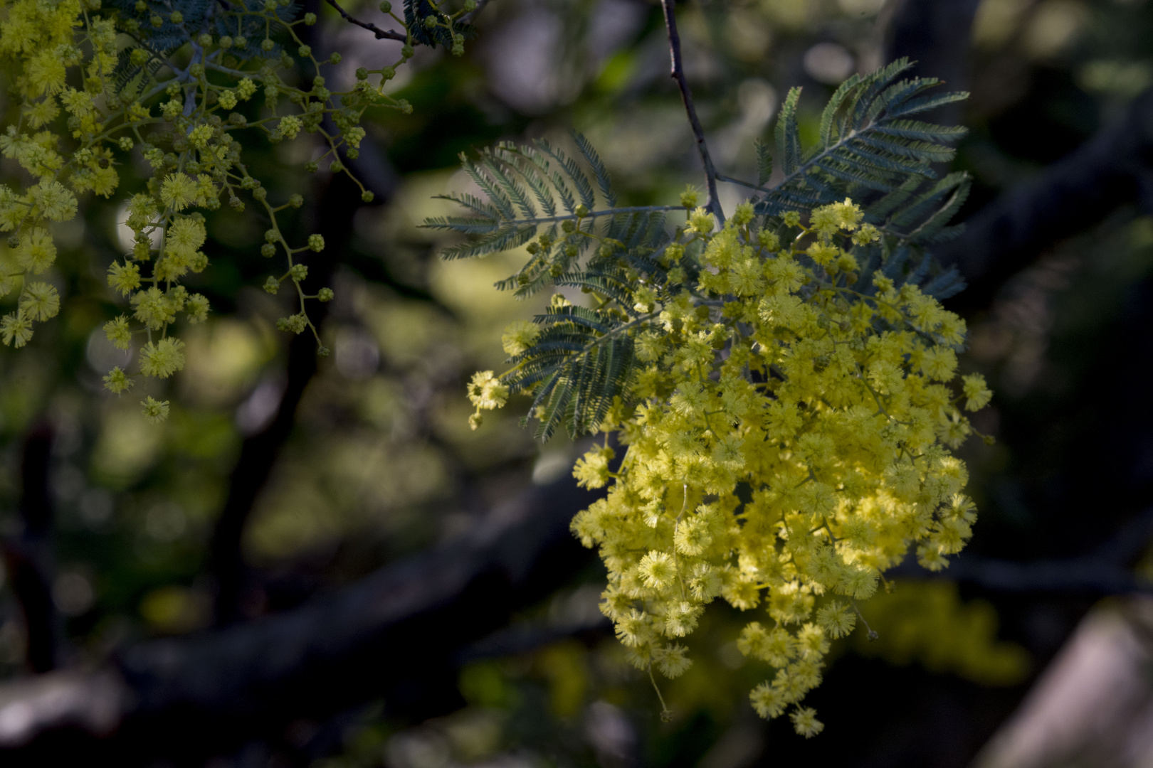 Mimosa de provence 