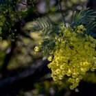 Mimosa de provence 