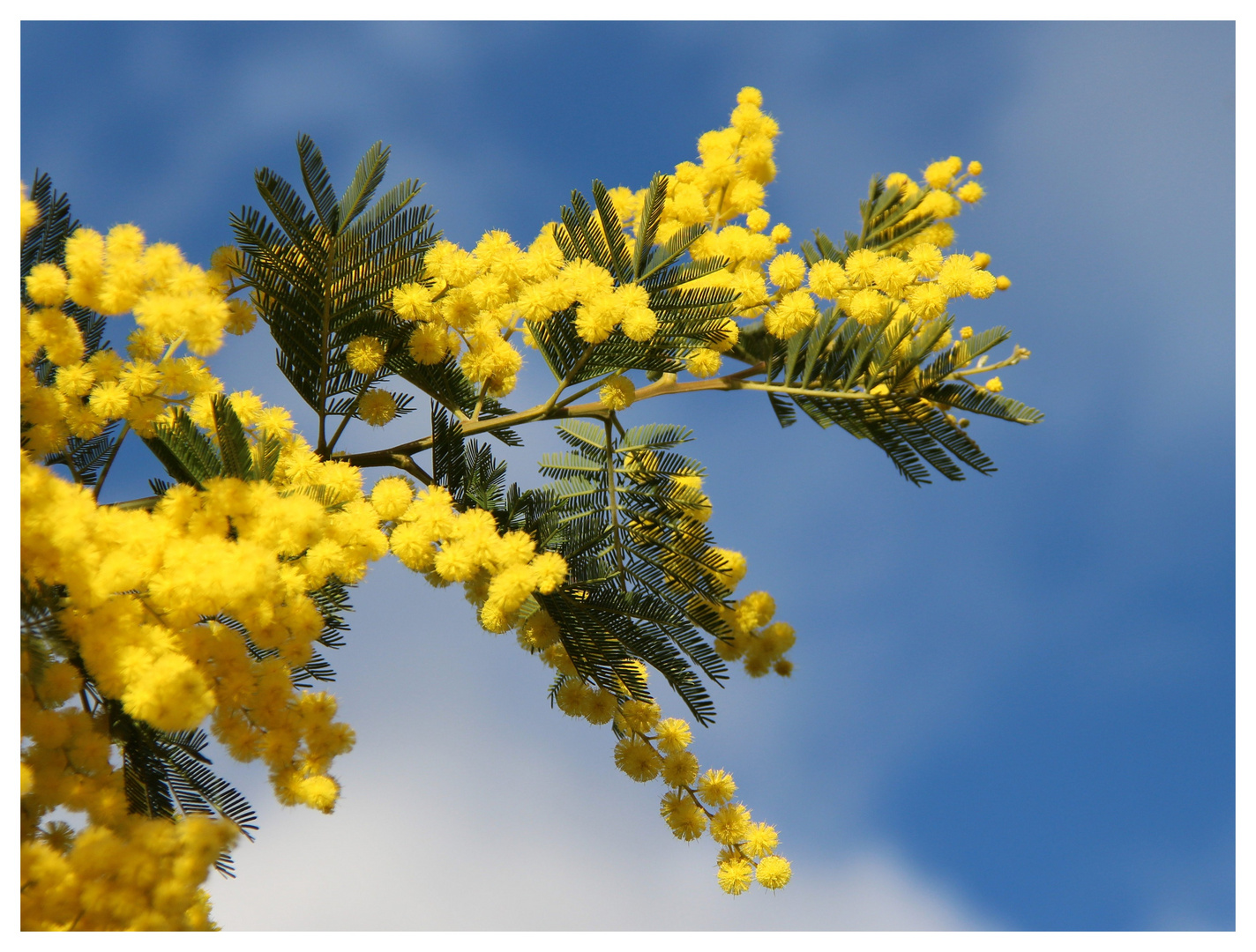 mimosa d'hiver