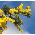 mimosa d'hiver