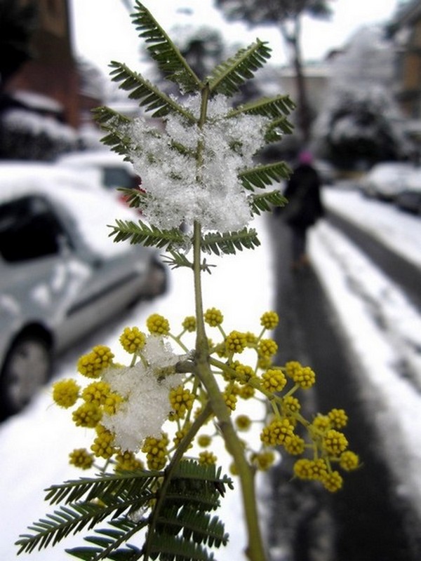 MIMOSA E NEVE