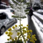 MIMOSA E NEVE