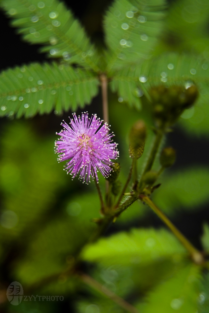 Mimosa