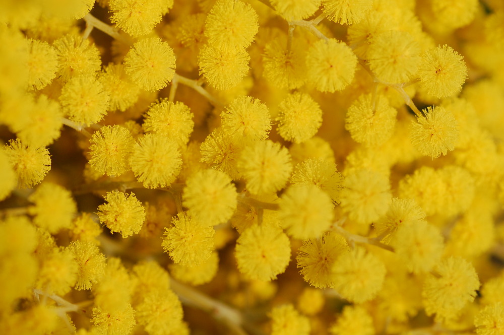 mimosa