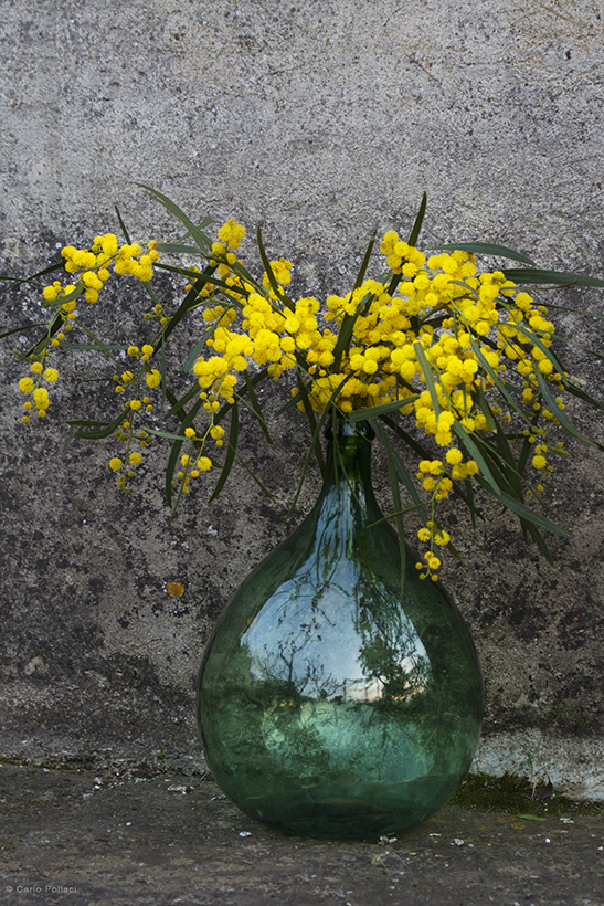 Mimosa flowers