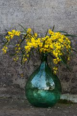 Mimosa flowers