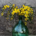 Mimosa flowers