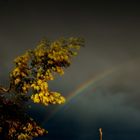 mimosa jaune et arc en ciel multicolor