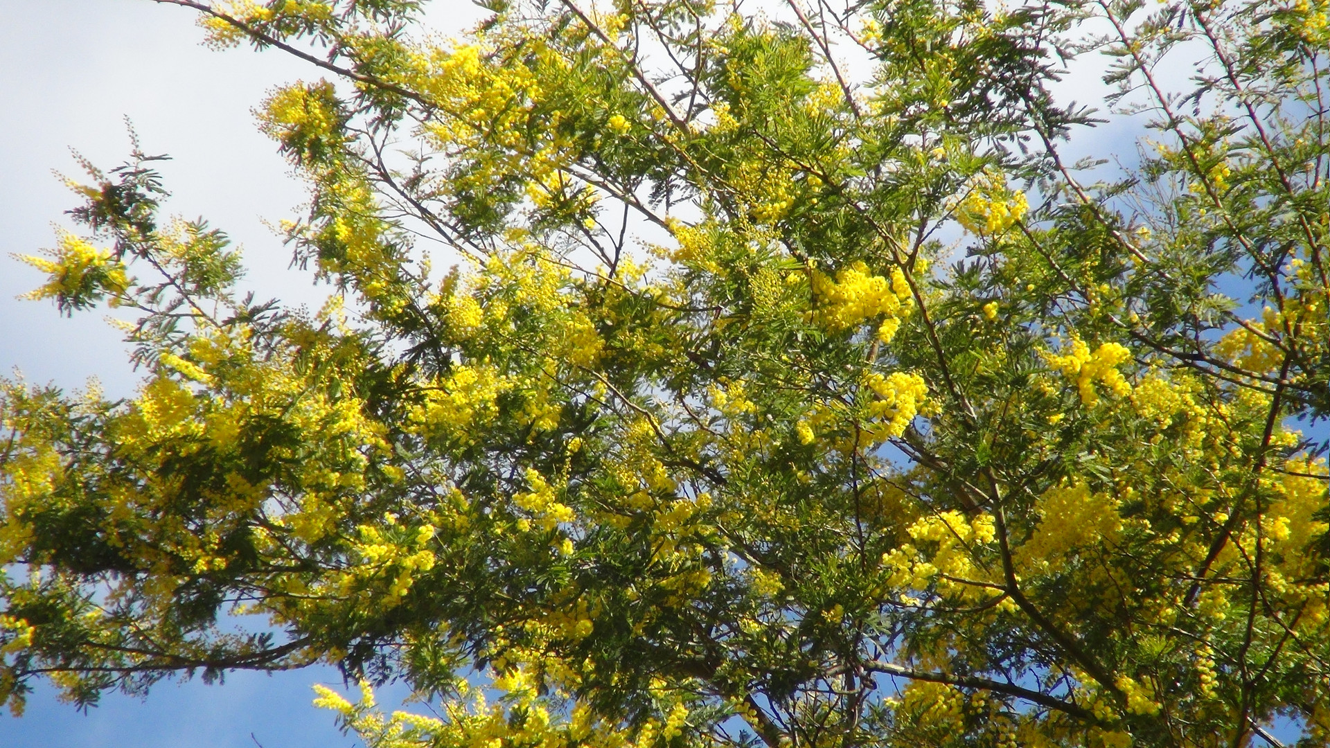 Mimosa nel centro città