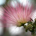 Mimosa Pudica