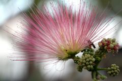 Mimosa Pudica