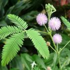 Mimosa pudica ...