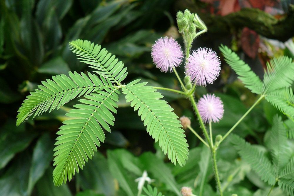 Mimosa pudica ...