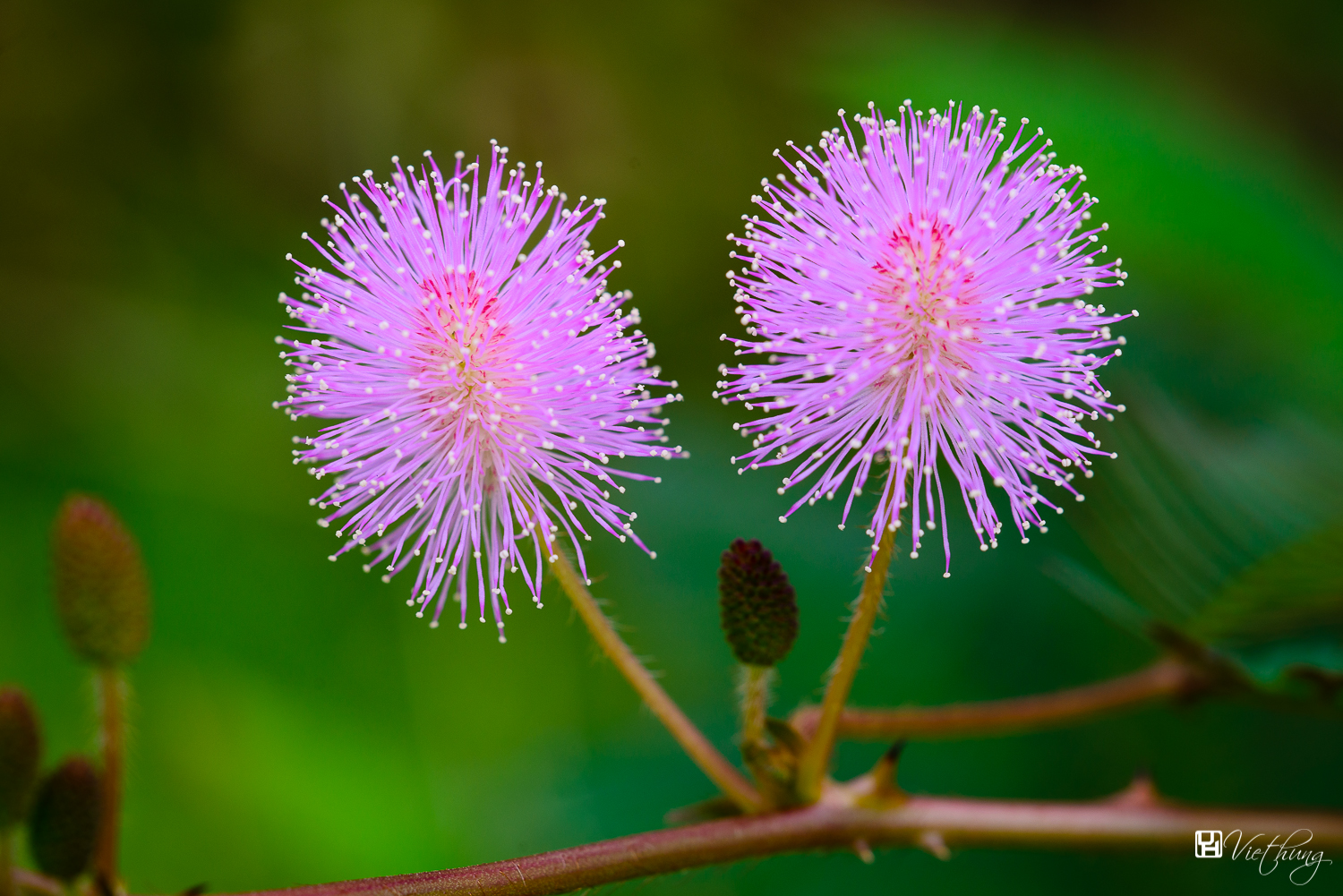 Mimosa pudica