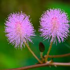 Mimosa pudica