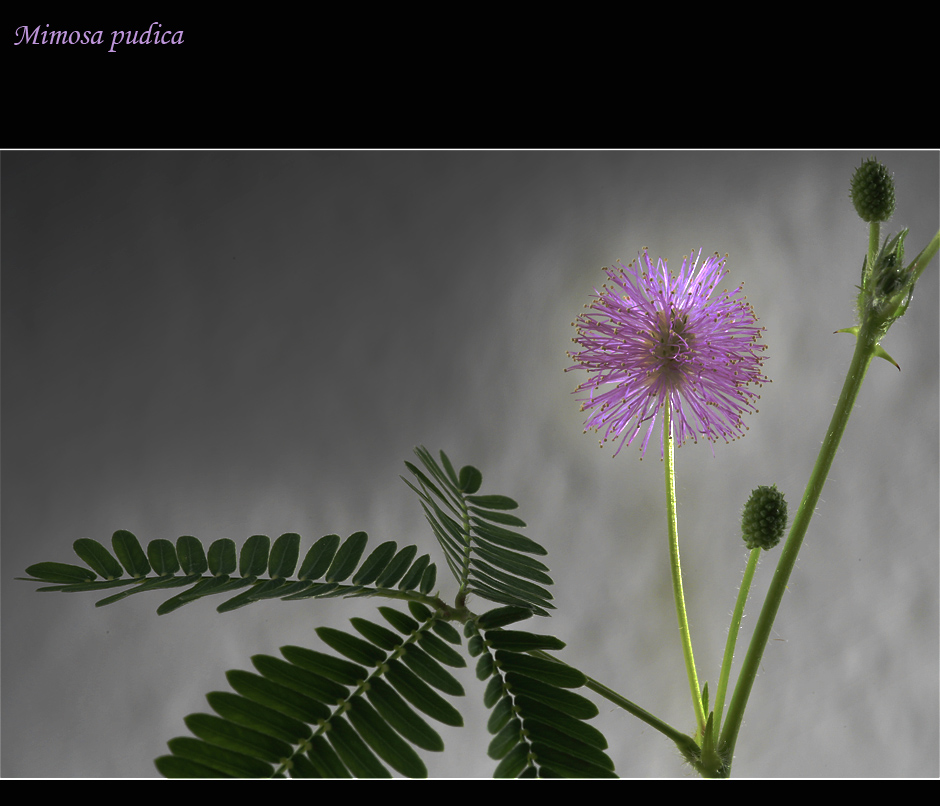 Mimosa pudica