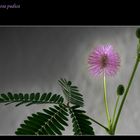 Mimosa pudica