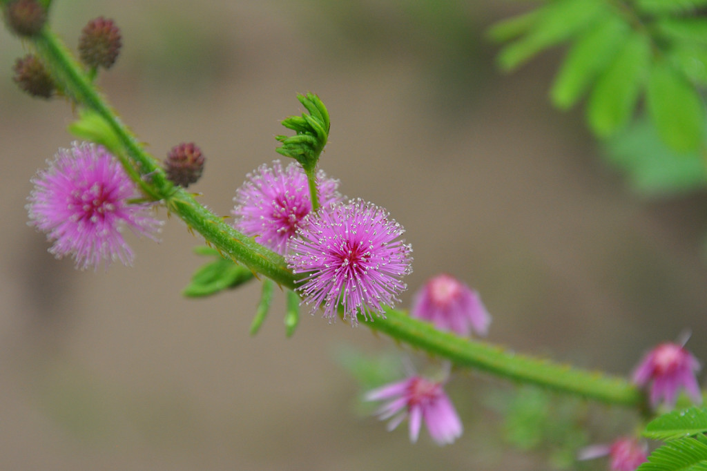 Mimosa pudica