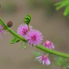 Mimosa pudica