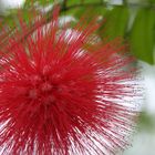 Mimosa Roja